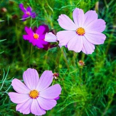 一肖三码下载手机版